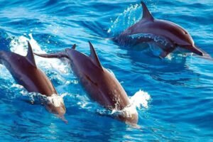 Dolphin Tour