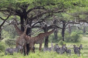 3-Day Amboseli Kilimanjaro Uhuru Peak Safari