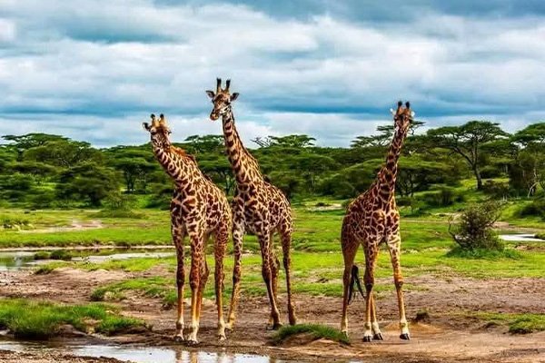 3-Day Best Tarangire, Ngorongoro & Manyara Trip