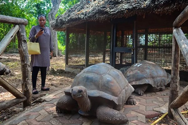 Prison island & Nakupenda sandbank trip