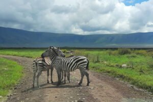 4-Day Tour Tarangire, Serengeti and Ngorongoro Crater